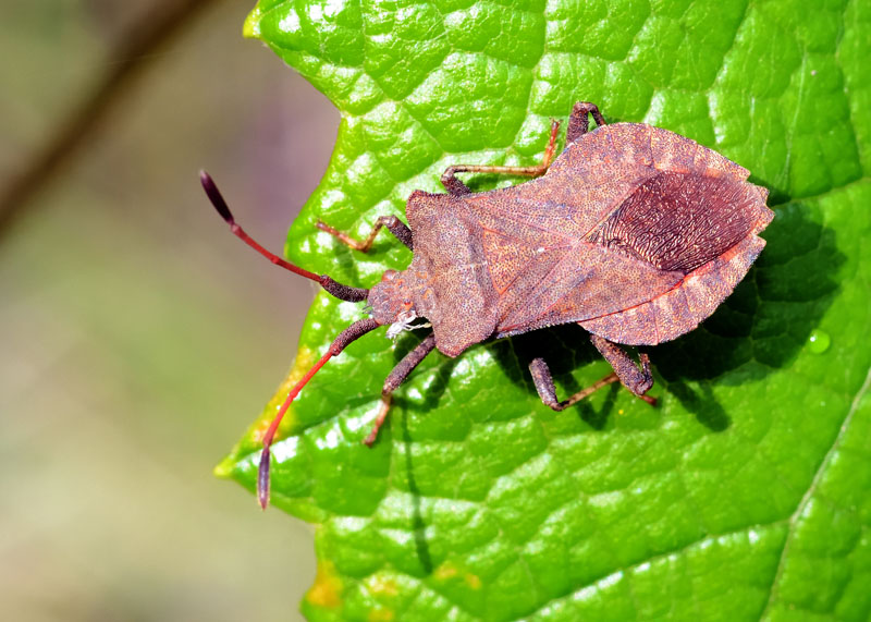 Coreus marginatus? S